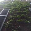 A New Perspective of Greens – Keary McKennon